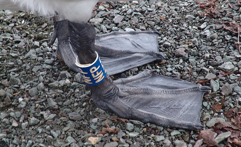 Avifauna humor